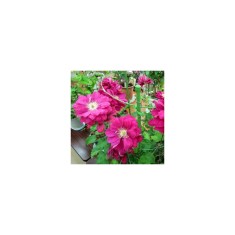 Planta Clematis Akafuji P9, ghiveci 9cm