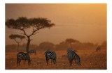 Tablou Canvas, "Zebre &icirc;n amurgul african bl&acirc;nd", Zebre, Savannah, Apus, Siluete, Arbuști, C&acirc;mpie, Cer, Serengeti, 39 x 26 cm, CMCLASS