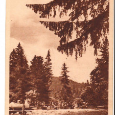 CPI B13828 CARTE POSTALA - TUSNAD. PARCUL, RPR