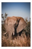 Tablou Canvas, "Elefantul &icirc;n savana africană", Elefant, Natură, Vegetație, Tranquilitate, Măreție, Savană, Urechi, Trompă, Colți, Peisaj., 26 x 39 cm,