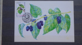 CARTE POSTALA PRIMA ZI , DUDE NEGRE - 2002 - STAMPILA SPECIALA - NECIRCULATA -, Printata