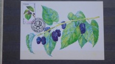 CARTE POSTALA PRIMA ZI , DUDE NEGRE - 2002 - STAMPILA SPECIALA - NECIRCULATA -