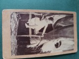 fotografie galerie historique ,dimensiuni 11 cm x 6 cm, anii 1900, ,