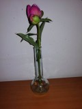 Vaza flori din sticla groasa sub forma de balon cu fund plat cu gat lung in forma de sticla laborator 19.5 cm