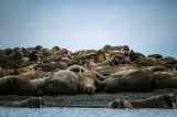 Tablou Canvas, "Colonie de morsă pe țărm liniștit", Walruses, Resting, Rocky, Shore, Overcast, Sky, Herd, Calm, Water, Marine, Landscape, 39 x 26 cm,