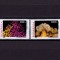 ✅RO 2002 LP 1577 &quot;Corali si anemone &quot; - serie , MNH
