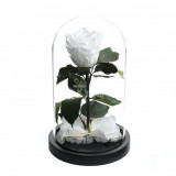 Cumpara ieftin Trandafir Criogenat alb xl &Oslash;6,5cm in cupola 10x20cm