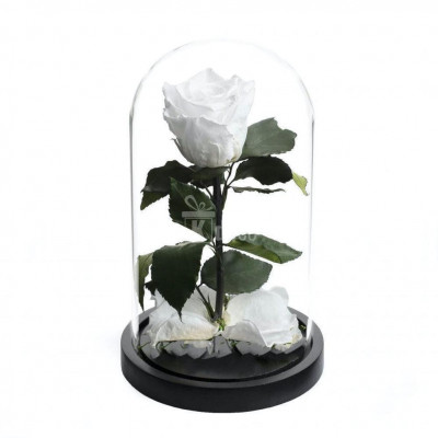 Trandafir Criogenat alb xl &amp;Oslash;6,5cm in cupola 10x20cm foto