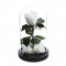 Trandafir Criogenat alb xl &Oslash;6,5cm in cupola 10x20cm