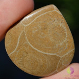 Cabochon coral fosilic 33x31x5mm k39, Stonemania Bijou