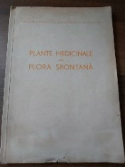 Plante medicinale din flora spontana foto