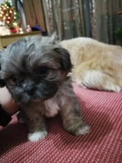 Pui Shih Tzu foto