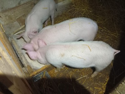 Vand purcei rasa pietran+marele alb foto