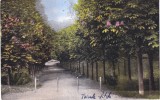 Salutari din Pitesti. Parcul Trivalea. Aleia spre bufet (circulata 1929)