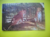 HOPCT 10735 LEOPARD -PANTHERA PARDUS-FELINE-FAUNA -CIRCULATA
