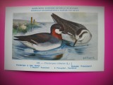 HOPCT 6311 PHALAROPUS LOBATUS -PASARI DE APA -FAUNA EUROPA-CP CHROMO LITHO -MUZEUL REGAL STIINTE NATURALE BELGIA-NECIRCULATA, Printata