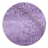 Cumpara ieftin Pigment make-up Violet Red, Cupio