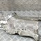 Protecție termică MERCEDES-BENZ C W206 2023 OEM: A2541424100,A2541420000 | 28033144
