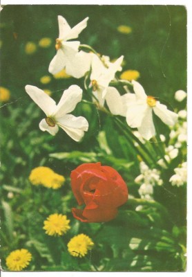 carte postala-FLORI foto