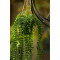 Emerald Ficus artificial Pumila, tufă suspendată &icirc;n ghiveci, 60 cm