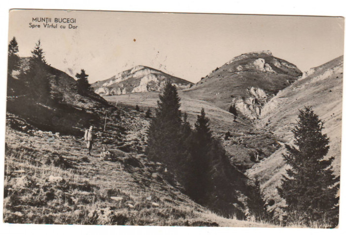 CPIB 21695 - CARTE POSTALA - MUNTII BUCEGI. SPRE VARFUL CU DOR, RPR