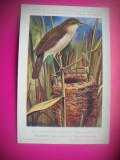 HOPCT 6269 ACROCEPHALUS SCIRPACEUS SCIRPACEUS -PASARI-FAUNA EUROPA-CP CHROMO LITHO -MUZEUL REGAL STIINTE NATURALE BELGIA-NECIRCULATA, Printata