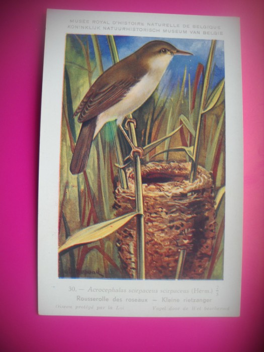 HOPCT 6269 ACROCEPHALUS SCIRPACEUS SCIRPACEUS -PASARI-FAUNA EUROPA-CP CHROMO LITHO -MUZEUL REGAL STIINTE NATURALE BELGIA-NECIRCULATA