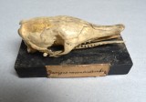 Craniu de Dasypus novemcinctus (Tatu cu nouă benzi) &ndash; material didactic cca 1900-1930