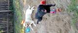 Vanda două femele Labrador cu pedigree