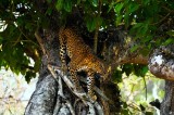Tablou Canvas, "Leopard &icirc;n așteptarea prăzii &icirc;n copac", Leopard, Arbore, Camuflaj, Natură, Frunziș, Agilitate, Prădător, Ramură, Vegetație, Eleganță,