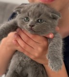 V&acirc;nd pui Scotish Fold, British Short hair, Friskies