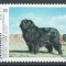 Monaco 1993 Mi 2117 MNH - Expoziție canină internațională, Monte Carlo