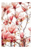 Tablou Canvas, "Floare de magnolie &icirc;n primăvară", Flori, Magnolii, Roz, Ramuri, Primăvară, Delicat, Natură, Frumusețe, Cer, Petale, 26 x 39 cm, CMCLAS