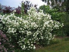 Iasomie (Philadelphus coronarius) foto