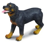 Rottweiler - collecta