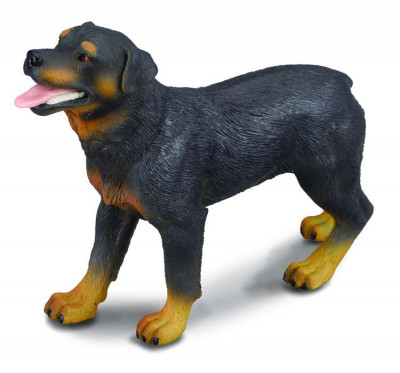 Rottweiler - Collecta foto