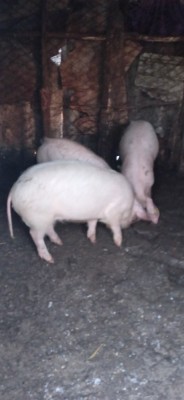 Animale domestice foto