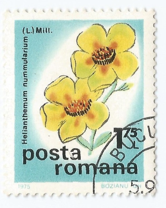 *Romania, LP 893/1975, Flori de camp, 1,75 lei, eroare 1, oblit.