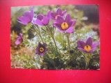 HOPCT 14986 FLORI DE DEDITEI- ANEMONE PULSATILLA L -CARTE POSTALA -NECIRCULATA