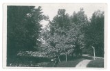 4353 - CRAIOVA, Bibescu Park, Romania - old postcard, real PHOTO - unused, Necirculata, Fotografie