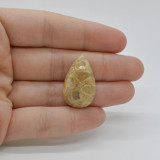 Cabochon coral fosilic 27x16x7mm c18