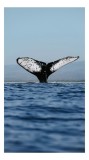 Tablou Canvas Coada Balenei Albastre Ocean Natură Splendoare, 26 x 39 cm, CMCLASS