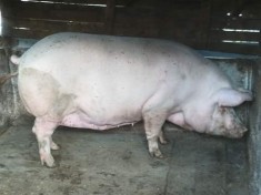 Scroafa gestanta in 2 luni foto