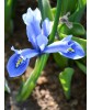 Iris Reticulata, Cantab, Blue, 5/6, 1 Bulb, Oem