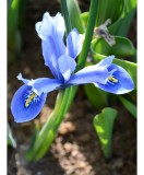 Iris Reticulata, Cantab, Blue, 5/6, 1 Bulb, Oem