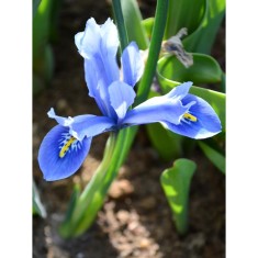 Iris Reticulata, Cantab, Blue, 5/6, 1 Bulb