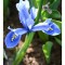 Iris Reticulata, Cantab, Blue, 5/6, 1 Bulb