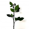 Cozi Criogenate RoseAmor 30cm pt Trandafiri Criogenati, Set 5 buc