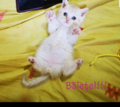 British shorthair cream si tabby foto