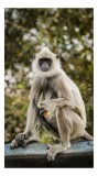 Tablou Canvas, "Maimuța contemplativă &icirc;n natură liniștită", Nu pot să identific cine este &icirc;n imagine, dar pot să spun că este un animal intrigant &icirc;ntr
